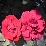 les roses  rouges de la roseraie de l'haye les ros
