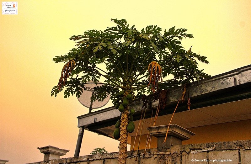 A tree of Papaya in Brazzaville (Congo)